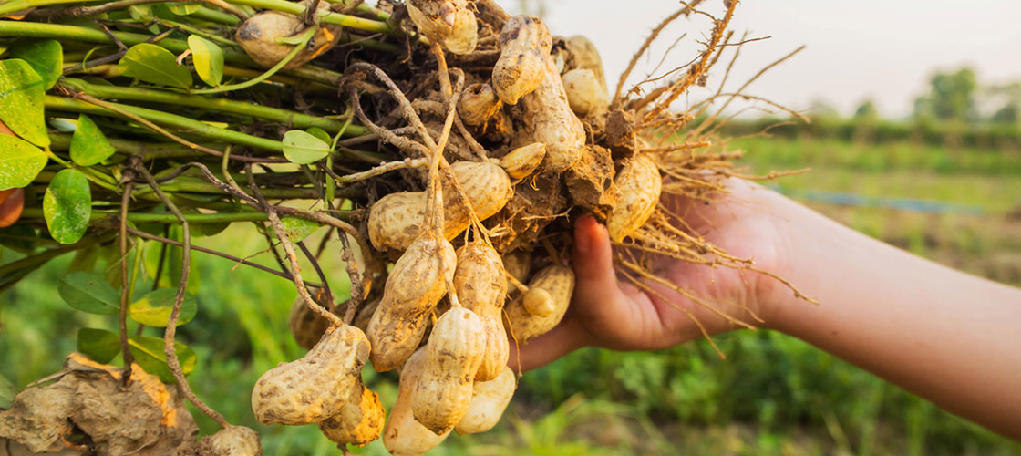 Large-Peanuts-from-Sourashtra for GET peanut Butter